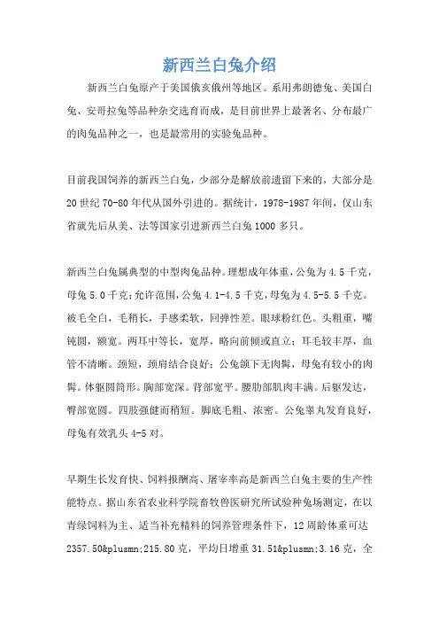 新西兰白兔介绍