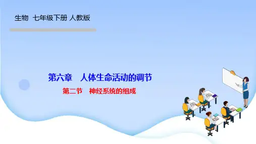 人教版七年级生物下册作业课件 第六章 人体生命活动的调节 第二节 神经系统的组成