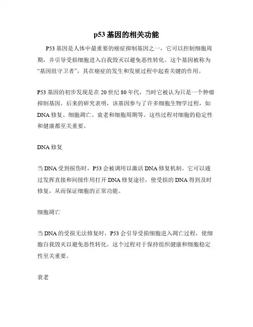 p53基因的相关功能
