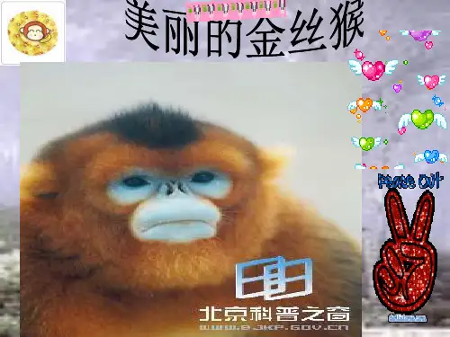 金丝猴第一课