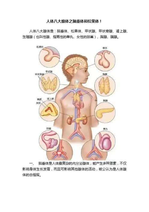 人体八大腺体之脑垂体和松果体！