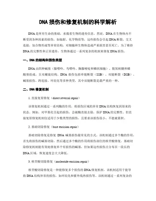 DNA损伤和修复机制的科学解析