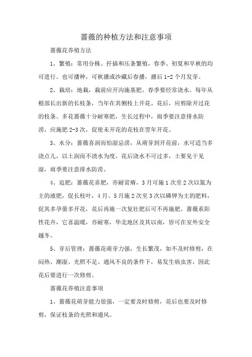 蔷薇的种植方法和注意事项