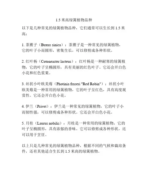 1.5米高绿篱植物品种
