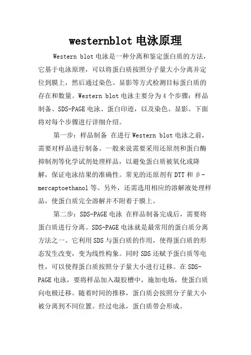 westernblot电泳原理