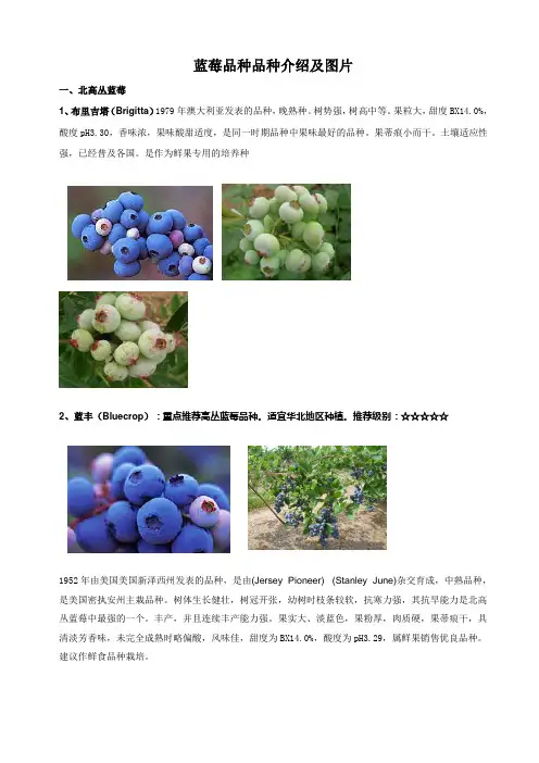 蓝莓品种品种介绍及图片(一)
