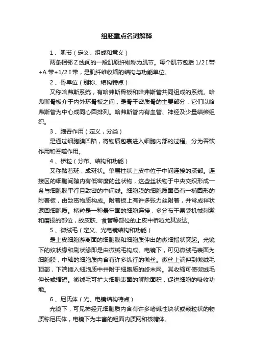 组胚重点名词解释