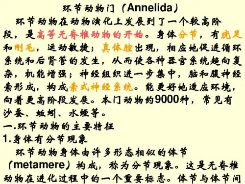 环节动物