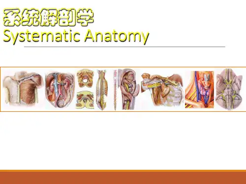 躯干肌--系统解剖--复旦大学精品