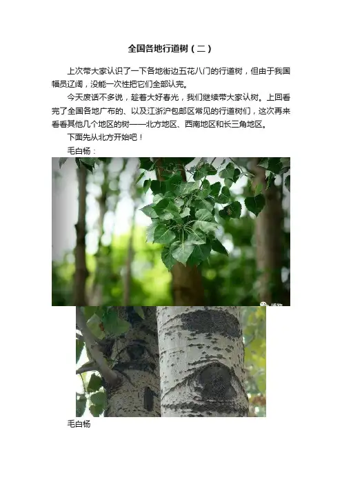全国各地行道树（二）