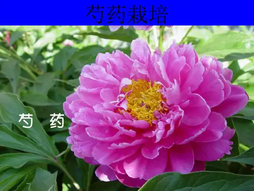 芍药栽培ppt课件
