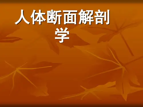 人体断面解剖学