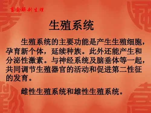 畜禽解剖生理第9章 生殖系统-雄性