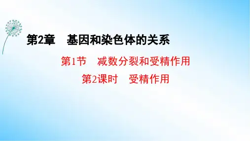 2-1(第2课时) 受精作用