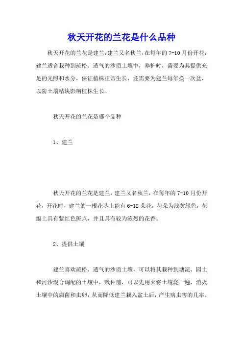 秋天开花的兰花是什么品种