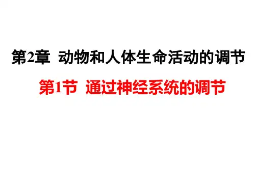 人教版生物必修三《通过神经系统调节》授课课件(共23张PPT)
