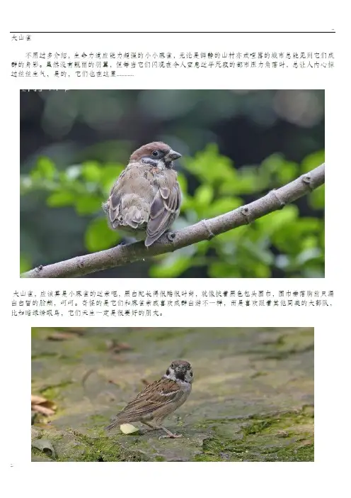 广东常见鸟类