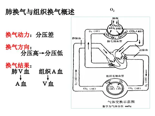 肺换气与组织换气概述