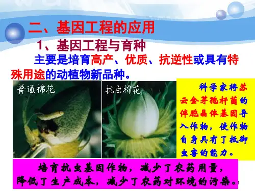 人教版高一生物基因工程及其应用课件
