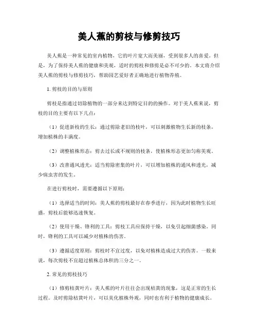 美人蕉的剪枝与修剪技巧