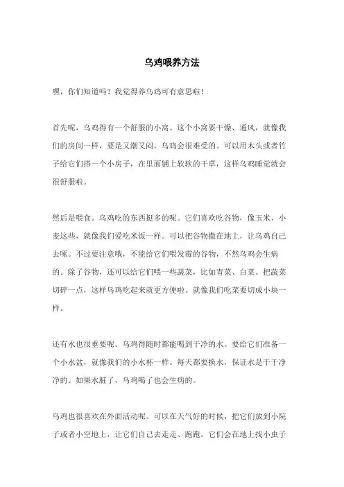 乌鸡喂养方法