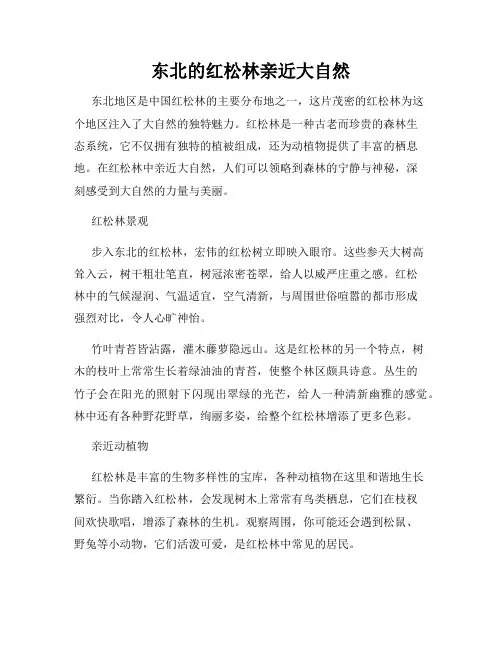 东北的红松林亲近大自然