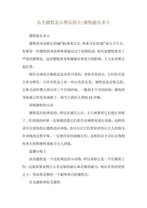 长毛德牧怎么喂长的大-德牧能长多大