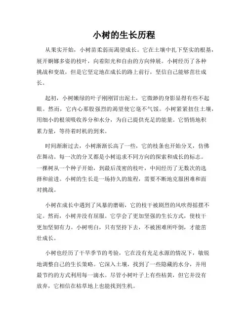 小树的生长历程
