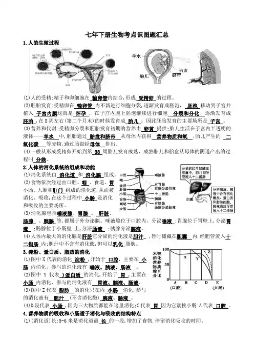 七年下册生物考点识图题汇总