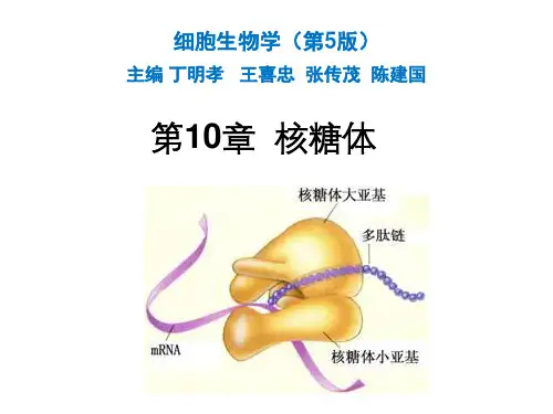 细胞生物学(第五版)-第10章 核糖体