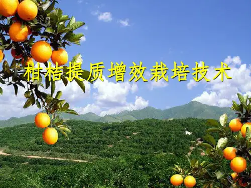 柑桔提质增效技术
