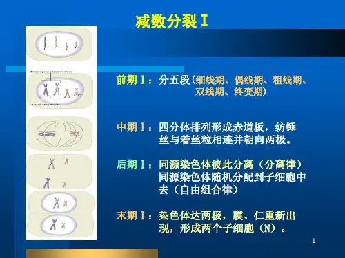 减数分裂减数分裂