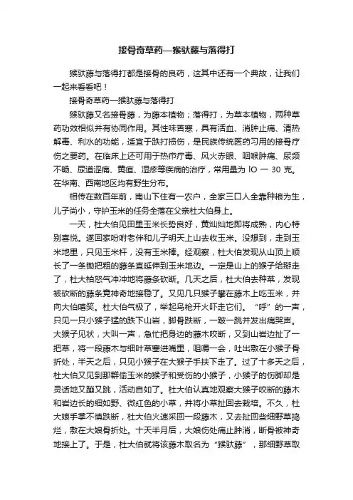 接骨奇草药—猴驮藤与落得打