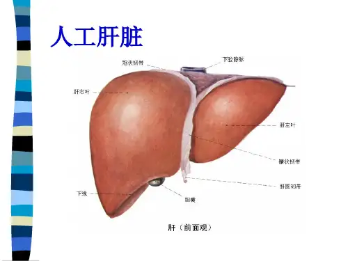 人工脏器-人工肝ppt课件