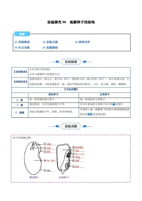 实验探究06  观察种子的结构(原卷版)
