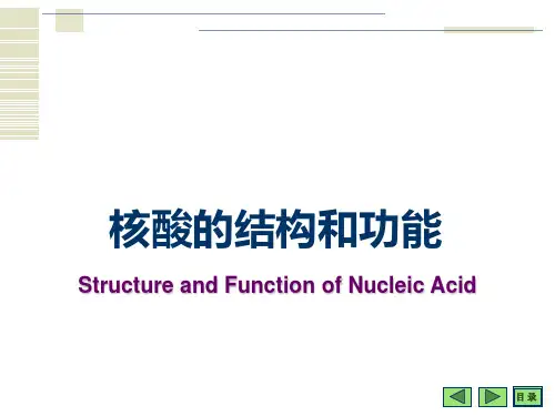 核酸的结构和功能