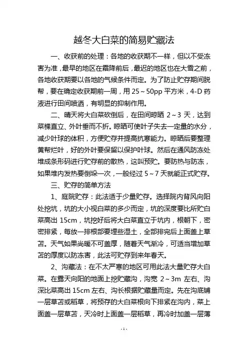 越冬大白菜的简易贮藏法