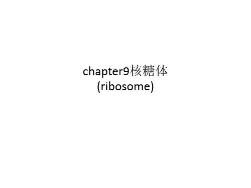 chapter9核糖体(ribosome)