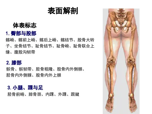 10局部解剖学课件下肢