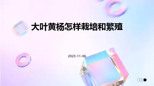 大叶黄杨怎样栽培和繁殖