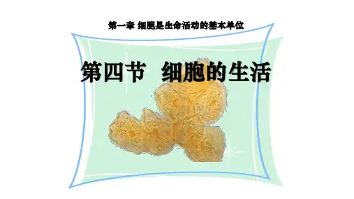 第四节细胞的生活课件  人教版生物七年级上册