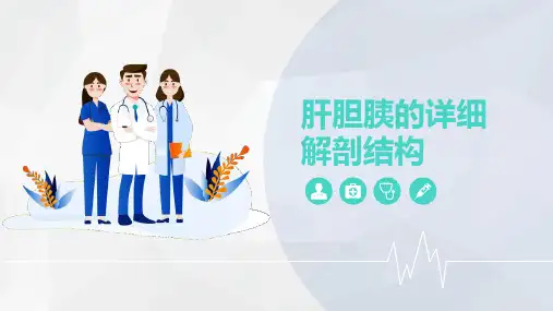 肝胆胰的解剖结构PPT