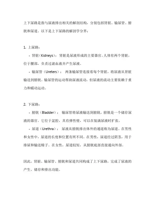 上下尿路的解剖学分界