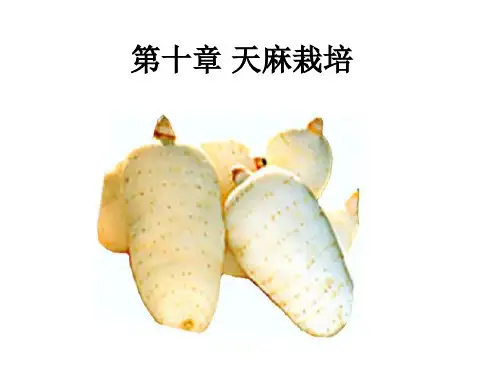 7-第十章 天麻栽培
