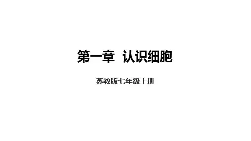 【生 物】期末复习课件-2024--2025学年苏教版生物七年级上册