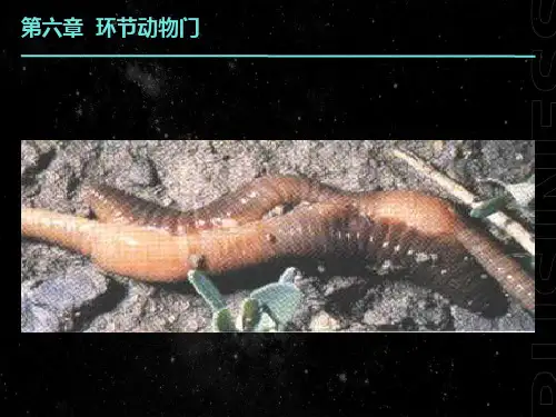 真体腔分节环节动物门七