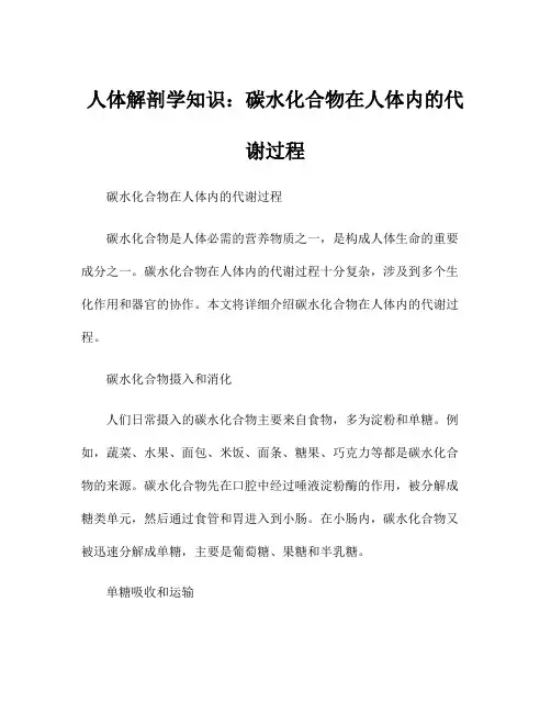 人体解剖学知识：碳水化合物在人体内的代谢过程