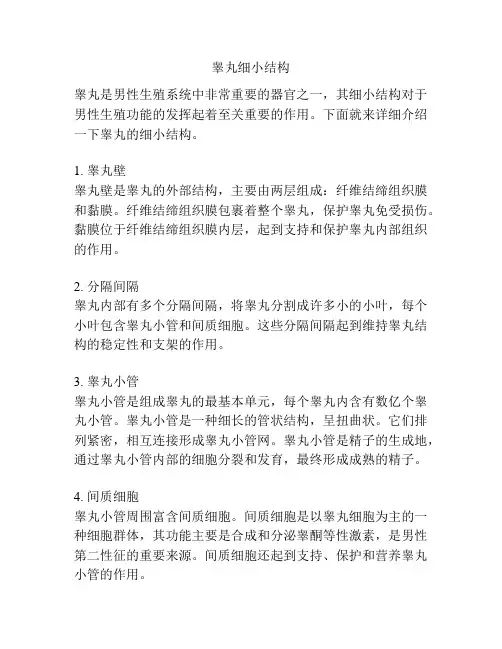 睾丸细小结构