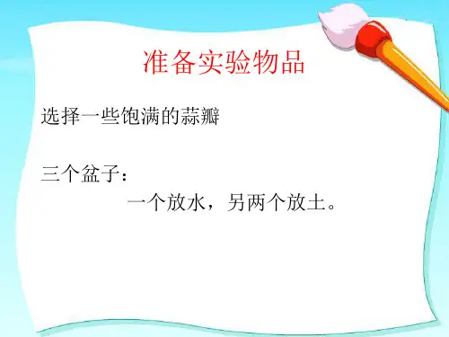蒜叶的生长ppt课件