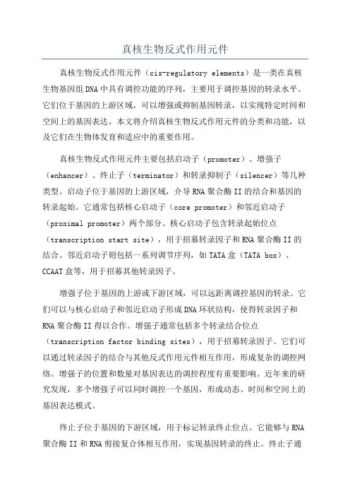 真核生物反式作用元件
